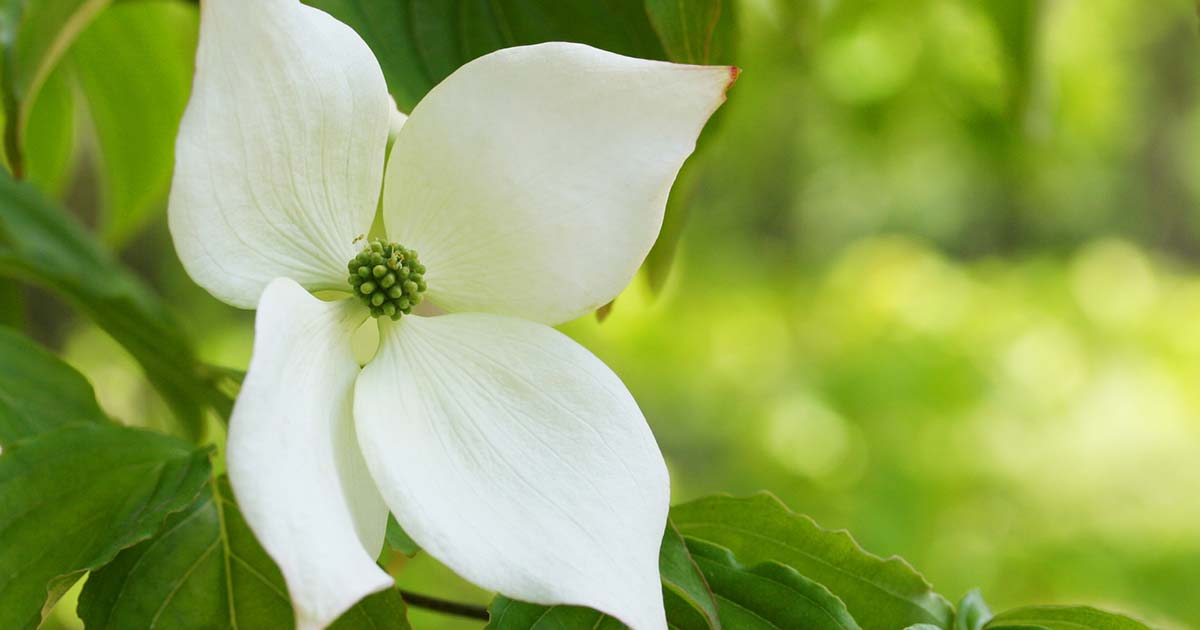 ヤマボウシの花言葉や由来 色別 白色 の意味から怖い意味まで丸わかり ウラソエ