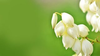 ラズベリーの花言葉や由来 色別 白色 ピンク の意味から怖い意味まで丸わかり ウラソエ